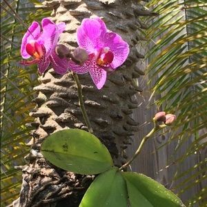 Meet your Posher, Dee